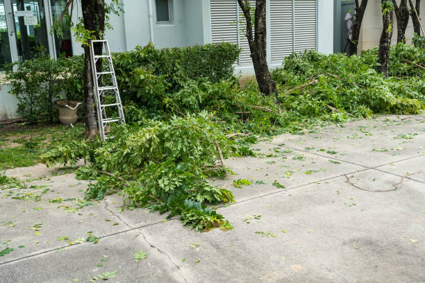 Best Tree and Shrub Care  in USA